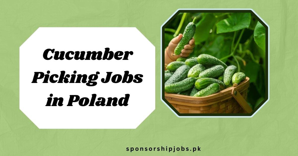 Cucumber Picking Jobs in Poland