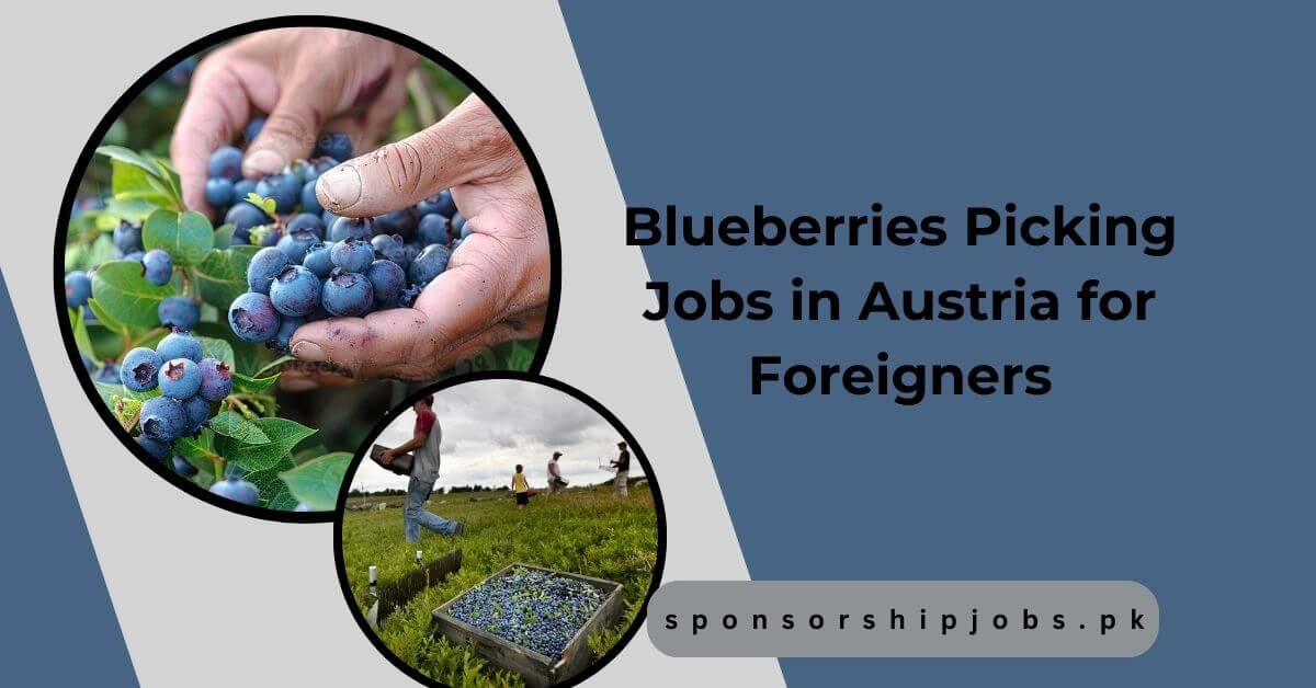 Blueberries Picking Jobs in Austria for Foreigners