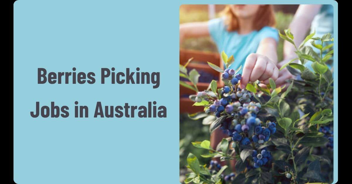 Berries Picking Jobs in Australia
