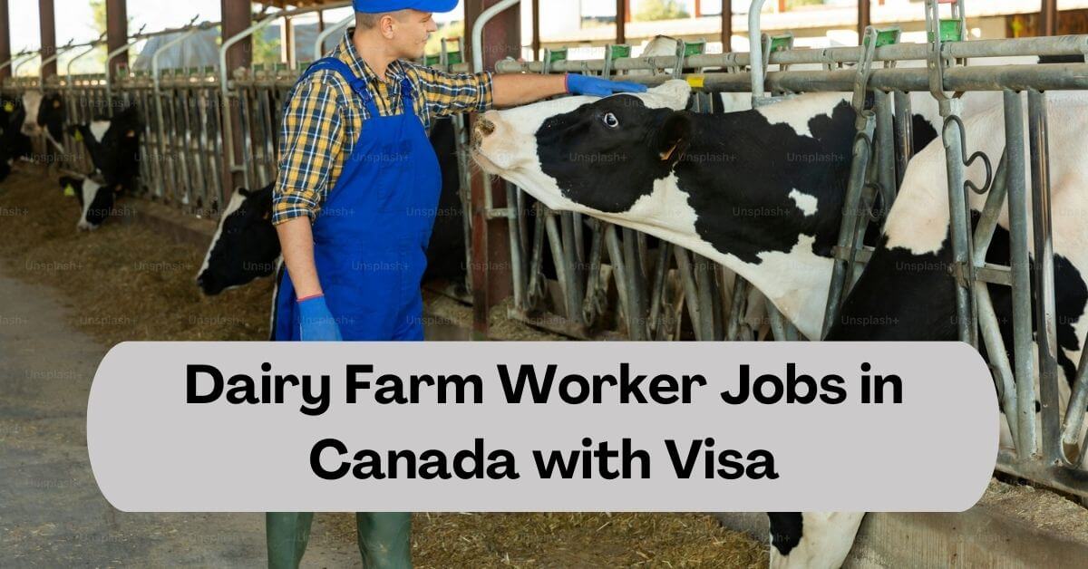 Dairy Farm Worker Jobs in Canada with Visa