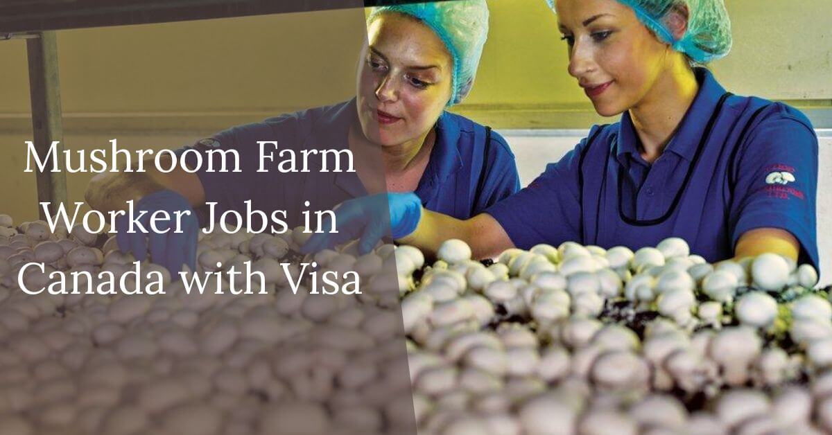 Mushroom Farm Worker Jobs in Canada with Visa