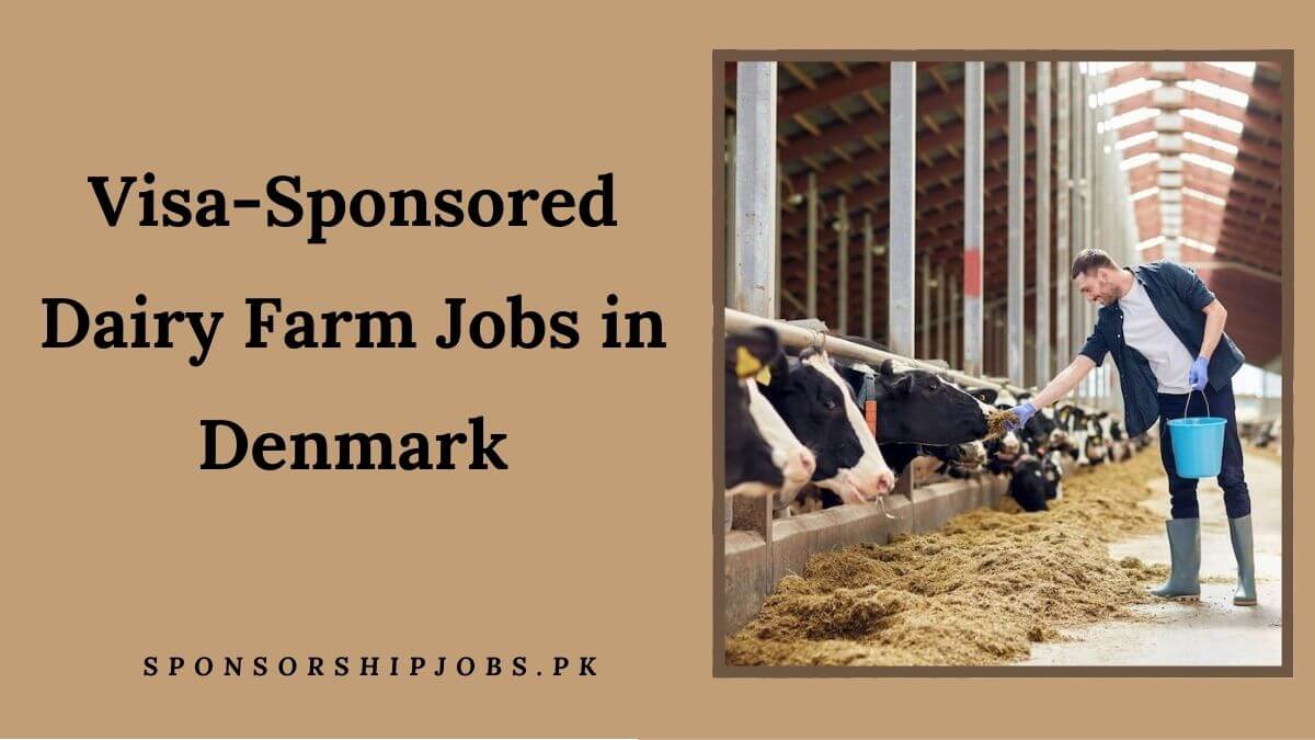 Visa-Sponsored Dairy Farm Jobs in Denmark