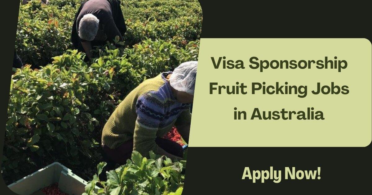 Visa Sponsorship Fruit Picking Jobs in Australia