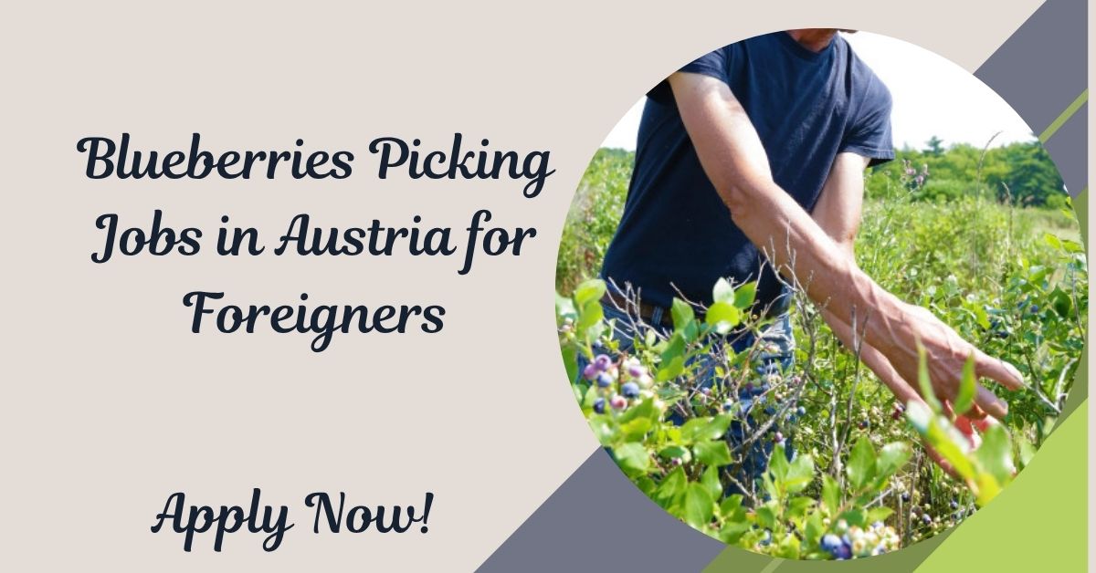 Blueberries Picking Jobs in Austria for Foreigners
