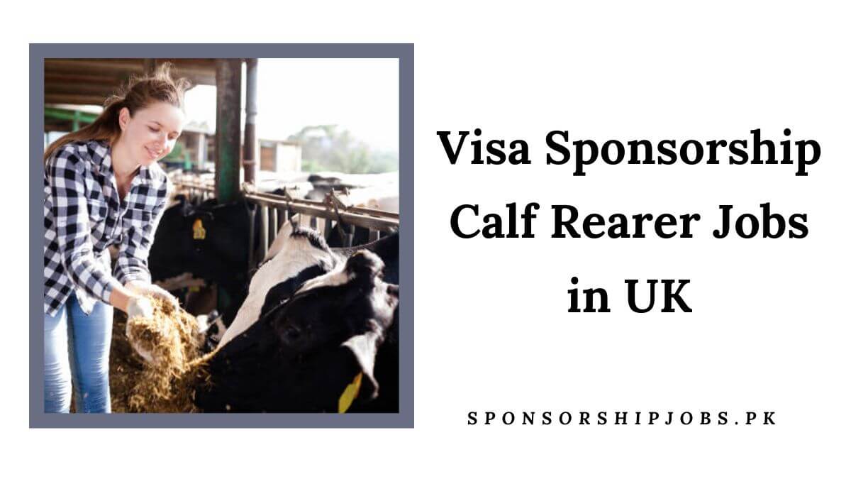 Visa Sponsorship Calf Rearer Jobs in UK