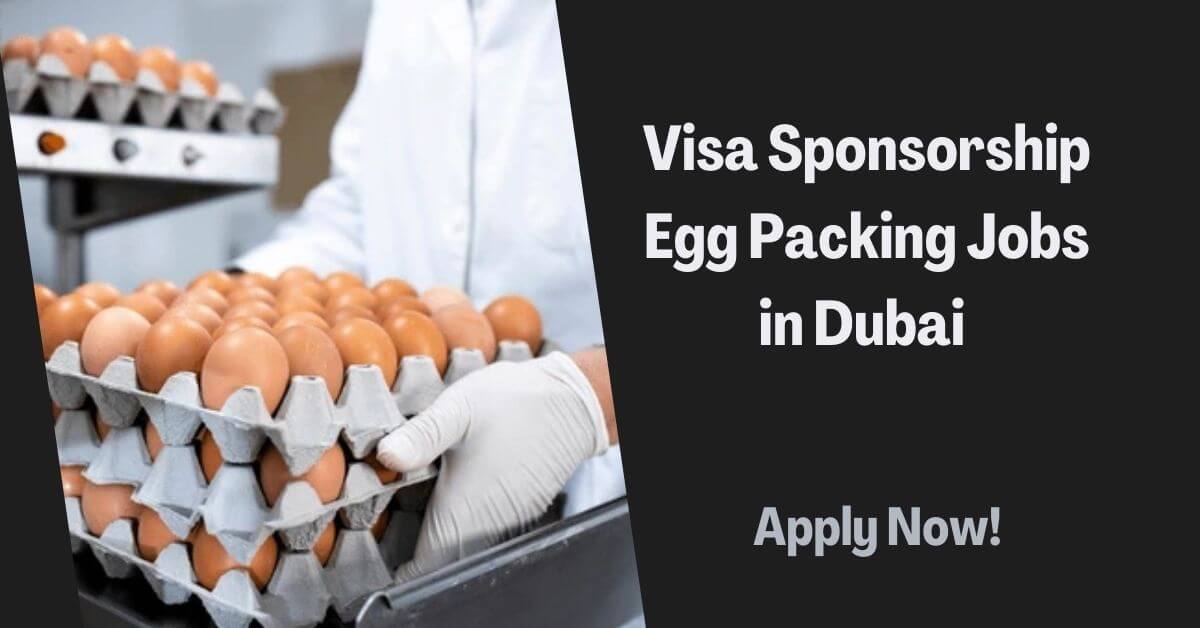 Visa Sponsorship Egg Packing Jobs in Dubai