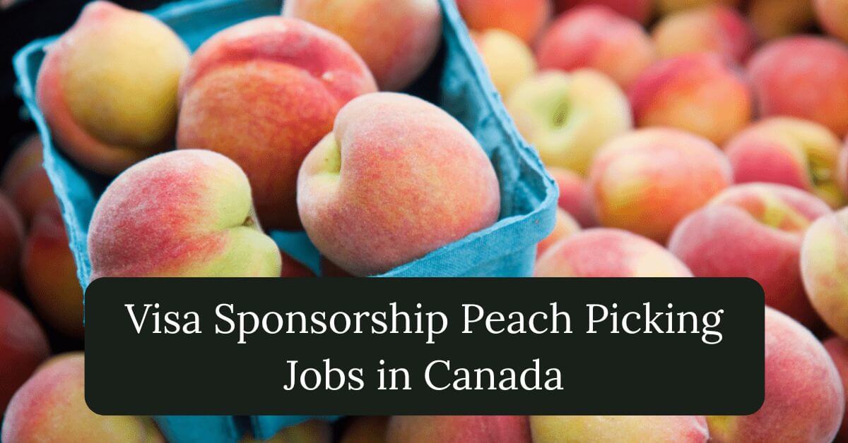 Visa Sponsorship Peach Picking Jobs in Canada