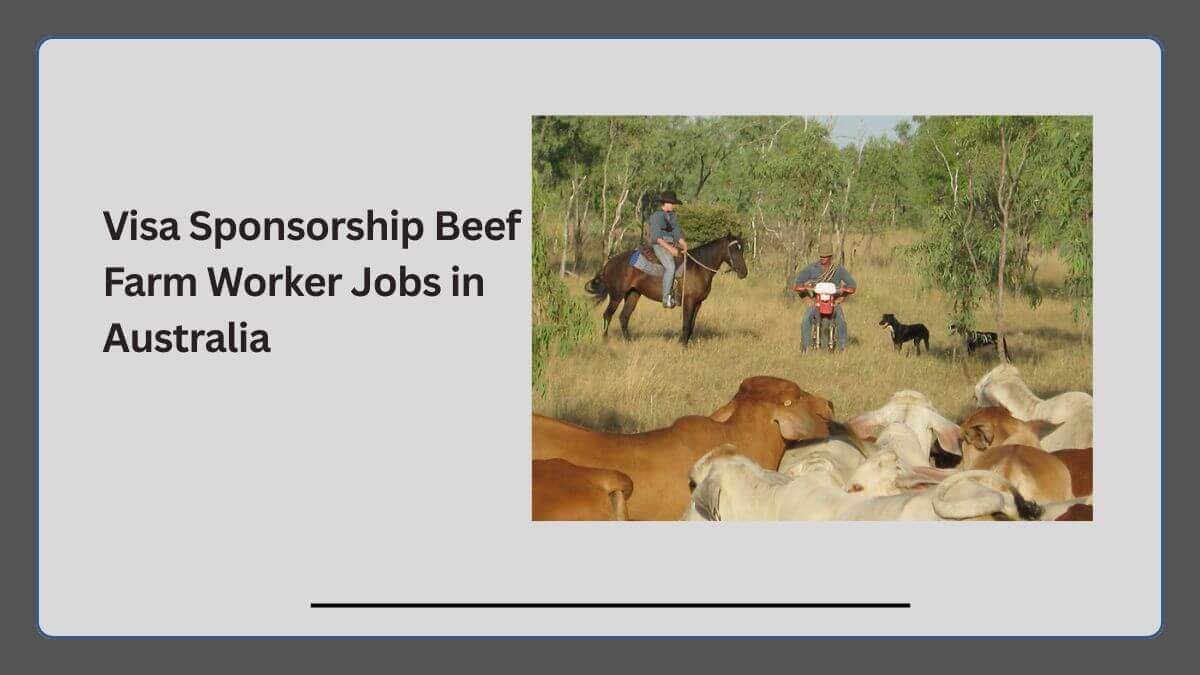 Visa Sponsorship Beef Farm Worker Jobs in Australia