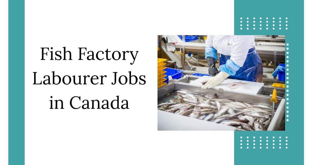 Fish Factory Labourer Jobs in Canada