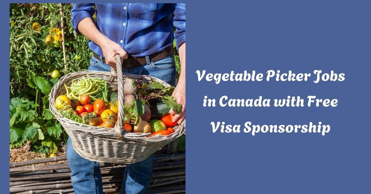Vegetable Picker Jobs in Canada with Free Visa Sponsorship