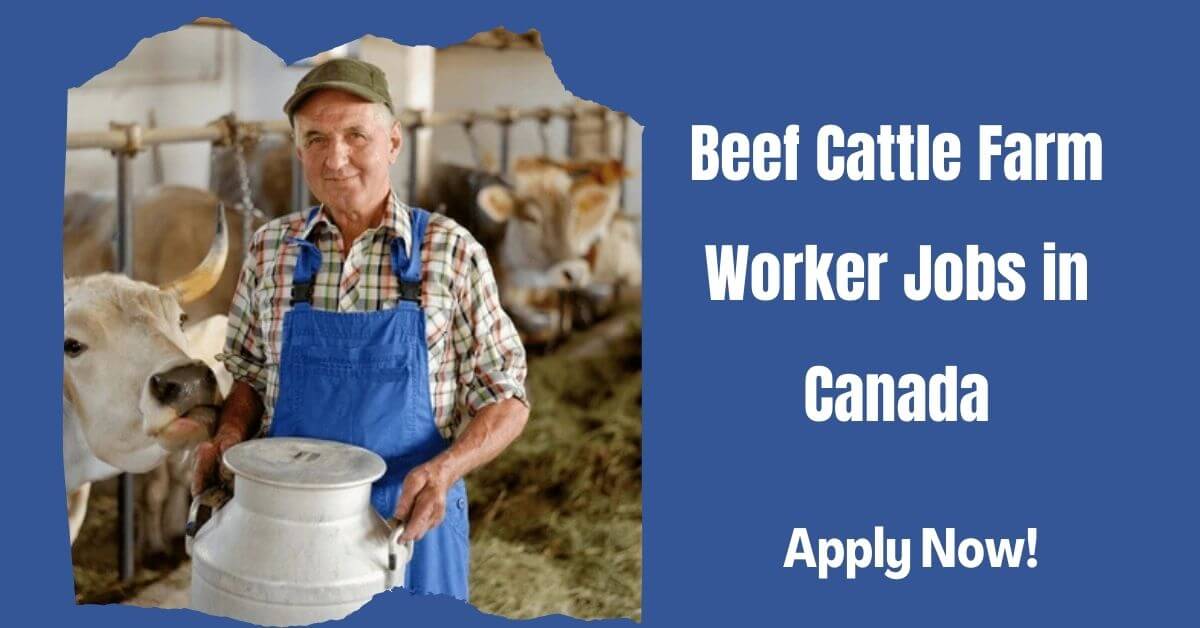 Beef Cattle Farm Worker Jobs in Canada