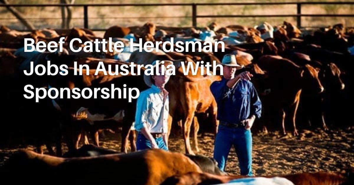 Beef Cattle Herdsman Jobs In Australia With Sponsorship