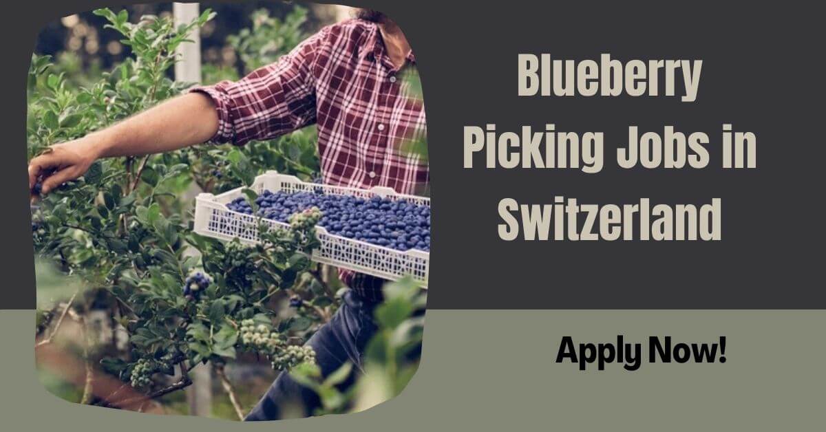Blueberry Picking Jobs in Switzerland