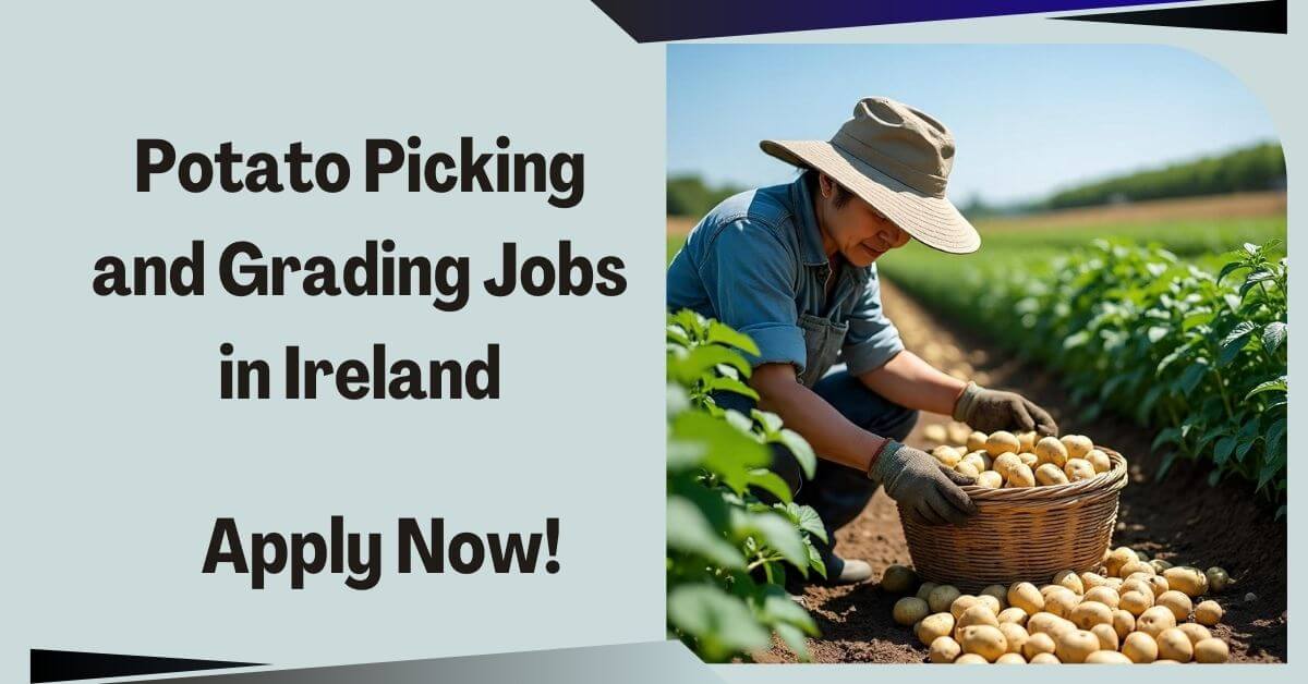 Potato Picking and Grading Jobs in Ireland