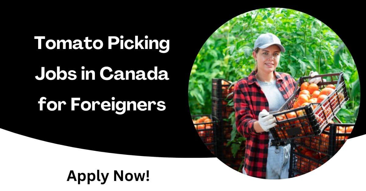 Tomato Picking Jobs in Canada for Foreigners