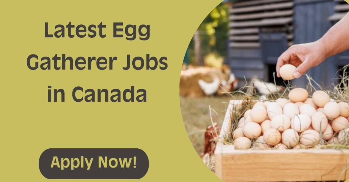 Latest Egg Gatherer Jobs in Canada