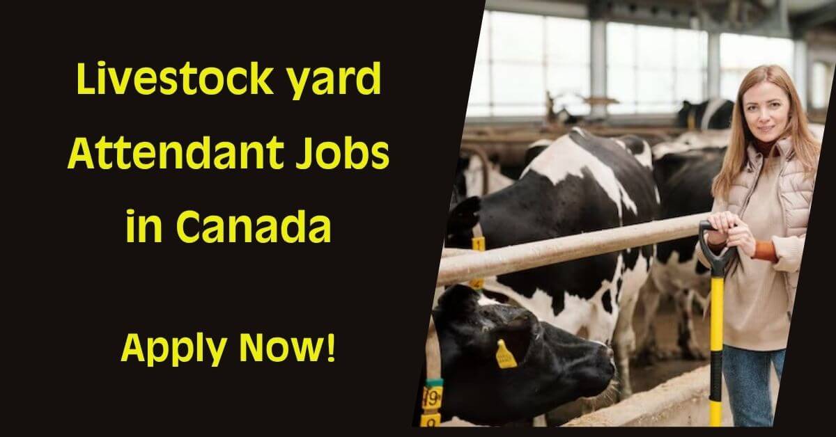 Livestock yard Attendant Jobs in Canada