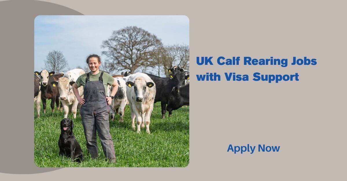 UK Calf Rearing Jobs with Visa Support